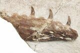 Fossil Mosasaur (Tethysaurus) Jaws - Asfla, Morocco #215145-3